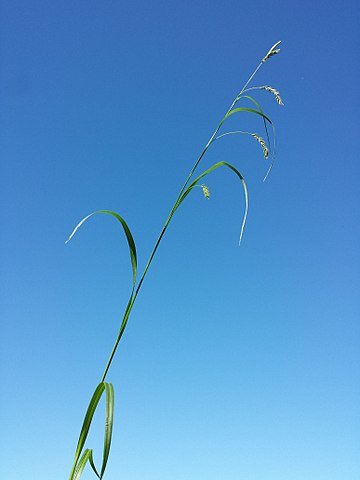 Carex sylvatica